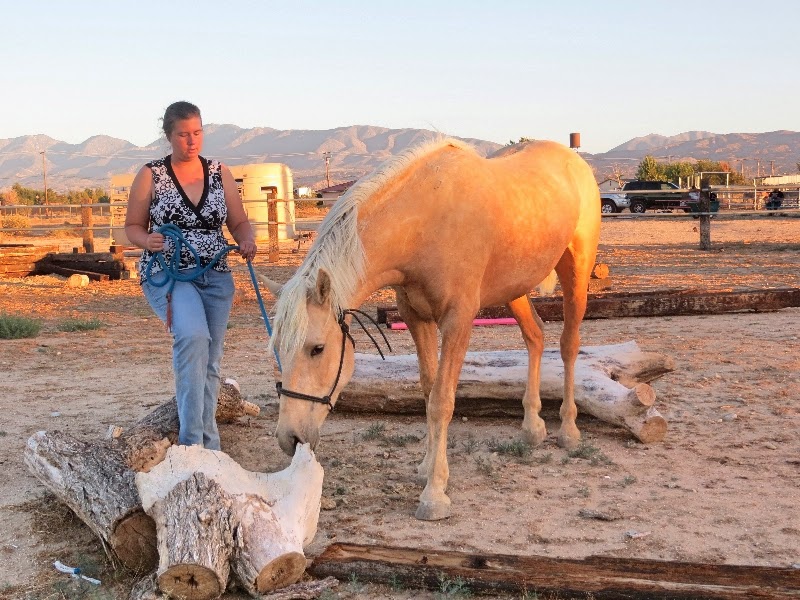 April Lee doing groundwork with a palomino over log obstacles at sunset